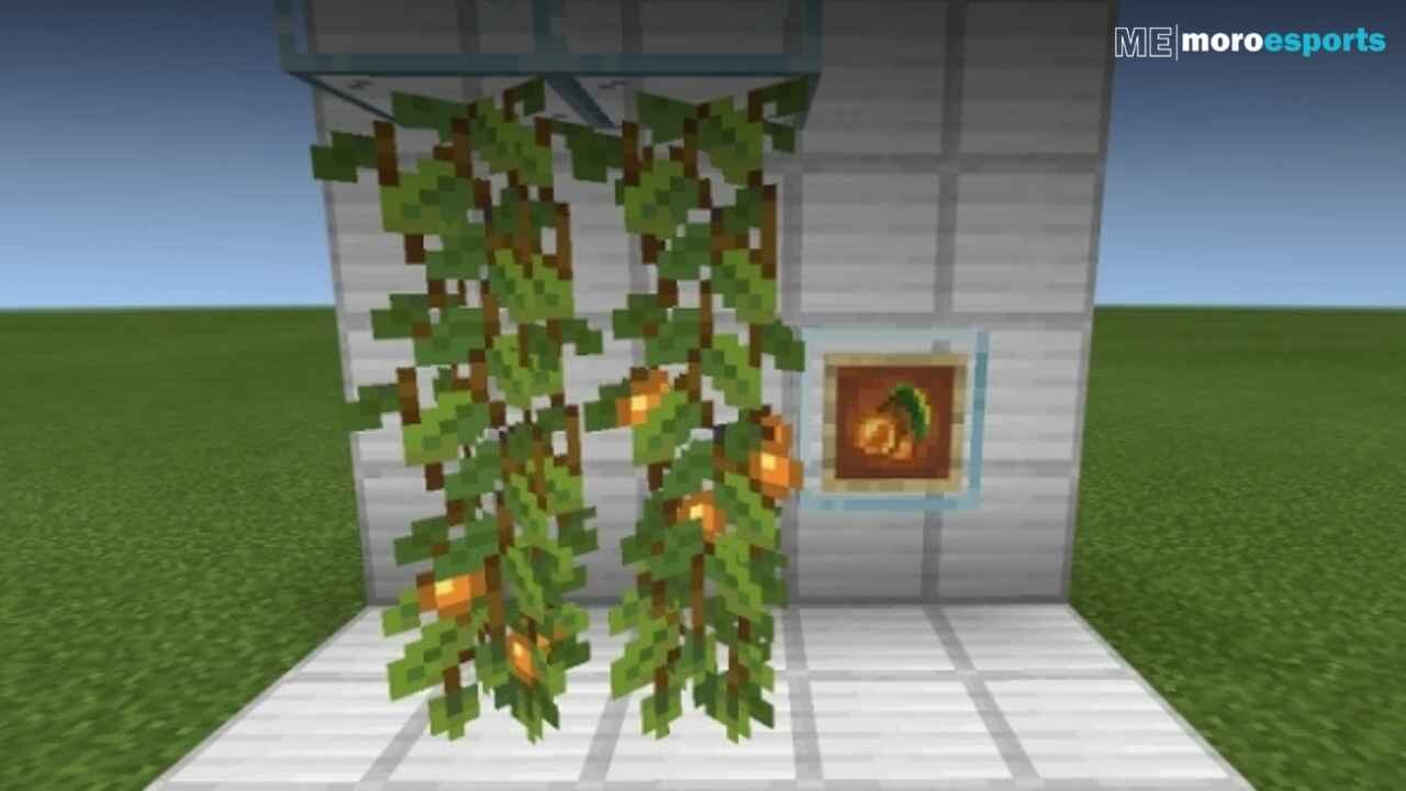 Sunday, 18 September 2022 | Top 3 Best Tips and Tricks about Glow Berries in Minecraft! | Cerdit: Mojang